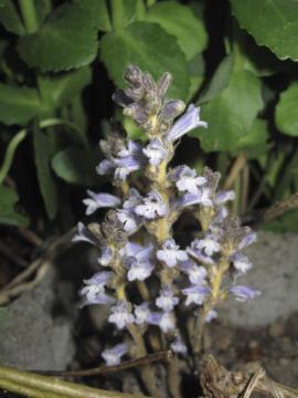 Branched broom rape (Orobanche ramosa) in flower