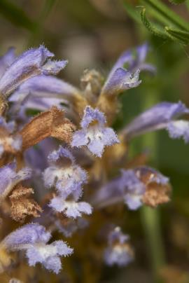 Branched broomrape (Orobanche ramosa) flowers.
