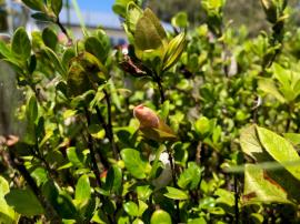 Coral creeper flower bud.