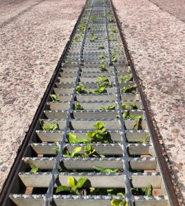 Coral creeper growing in a drain on the Central Coast of NSW.