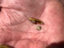 Coral creeper capsules usually have four seeds but sometimes only two.