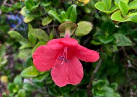 Coral creeper flowers are tubular with five lobes.
