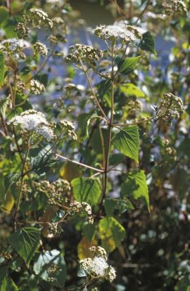 Crofton weed flowers grow in clusters at the end of the stems.