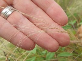 Mexican feather grass seedhead.