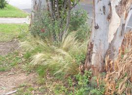 Roadside infestation of Mexican feather grass.