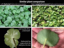 Hydrocotyl is sometimes confused with largeleaf pennywort.