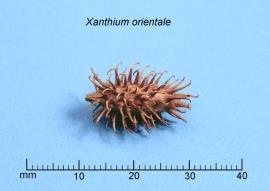 The burrs are covered in hooked spines.