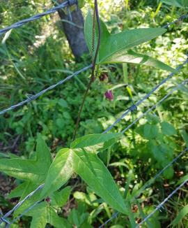 Corky passionfruit has tendrils that help it climb over other plants and fences.