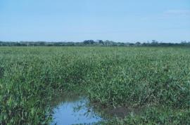 Hymenachne infestation.