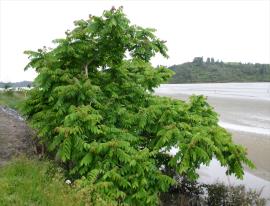 Japanese walnut can grow on the edge of waterways.