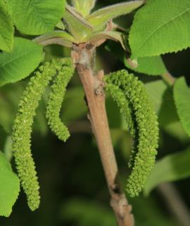 Male flowers are yellowish green and hang down in clusters.