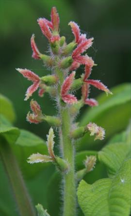 Female flowers of Japanese walnut.