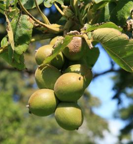 Mature fruit of Japanese walnut.