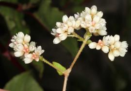 Chinese knotweed flowers are in clusters on hairy branches.