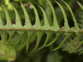 The underside of a frond showing the sori.