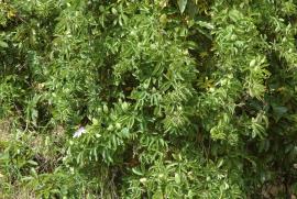 Blue passionflower climbs over and smothers other plants.