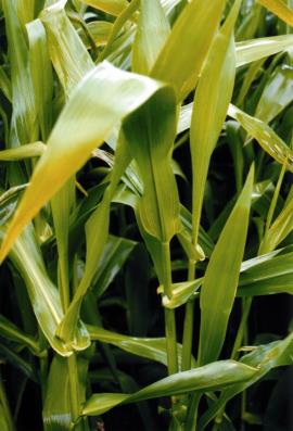 Hymenachne leaves clasp around the stem.