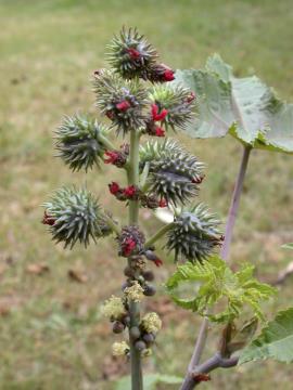 Castor oil plant flower head.