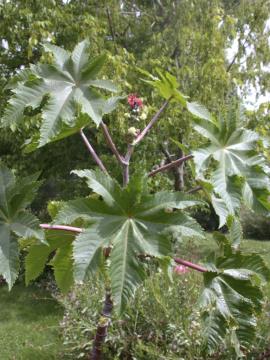 The leaves of castor oil plant are divided into 7-9 lobes.