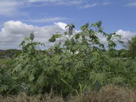 Castor oil plant is a woody shrub.