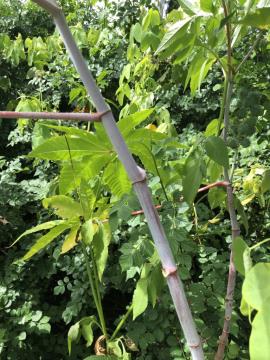 Castor oil plant stems are green or reddish when young and grey when older.
