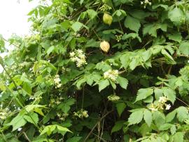 A dense infestation of balloon vine showing white flowers and golden fruit.