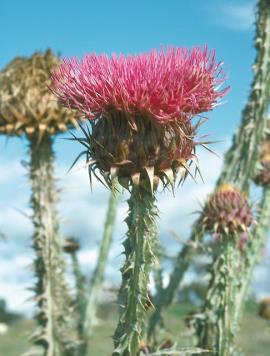 Illyrian thistle flower. 