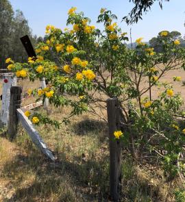 Yellow bells can invade agricultural land as well as native bushland.