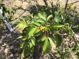Yellow bells flower buds growing in clusters.