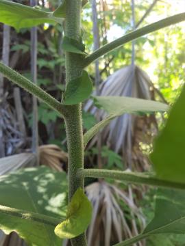 Tobacco bush stems covered in white hairs.