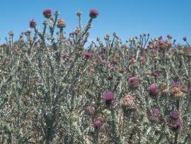 Dense stands of Illyrian thistle can form barriers. 