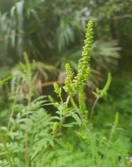 Annual ragweed's male flowerheads are on spikes.