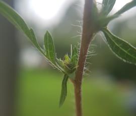 The tiny green female flowers are in the leaf forks below the spikes of male flowerheads