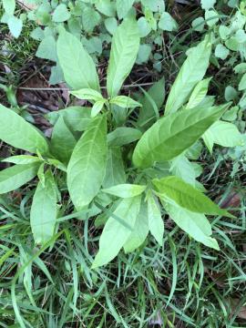 Lady-of-the night seedlings are often found under trees where birds perch.