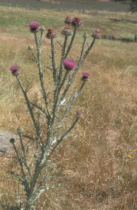 Mature Illyrian thistle. 