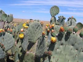 Wheel cactus has yellow flowers.