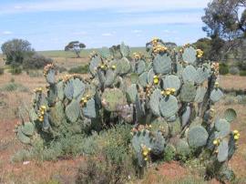 Wheel cactus plants have circular pads.