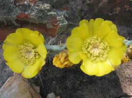 Wheel cactus flowers are 5 cm in diameter.