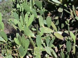 Riverina pear has flattened pads that are oblong or spoon shaped.