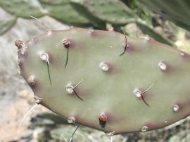 The green pads often have a purplish tinge around the areoles.