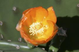 Riverina pear has orange flowers.