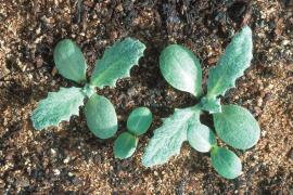 Seedlings of Illyrian thistle. 