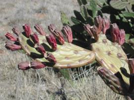 Riverina pear fruit are red when ripe.