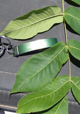 Japanese walnut leaves are a lighter colour on the underside.