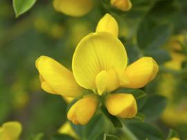 Cape broom has bright yellow pea-like flowers.