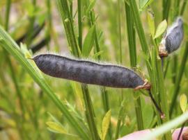 The ripe pods are brown to black.