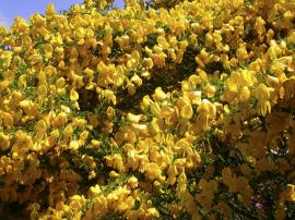 Dense flowering on a Scotch broom plant.