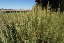 A dense infestation of burr ragweed in flower.