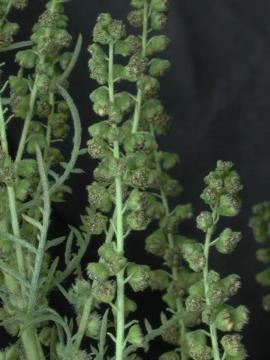 Male flowerheads are cup shaped and droop downwards.