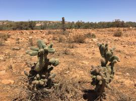 Boxing glove cactus can grow in arid and semi-arid regions.